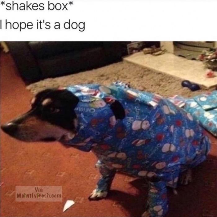 hope it's a dog meme - shakes box Thope it's a dog Via Mohstly Fresh.com