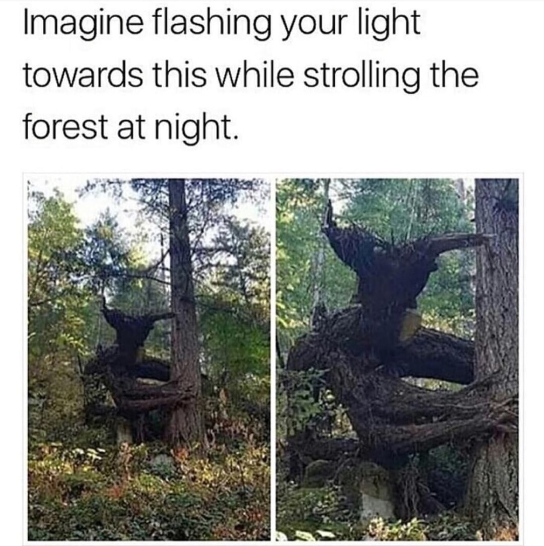 imagine flashing your light towards this while strolling the forest at night - Imagine flashing your light towards this while strolling the forest at night.