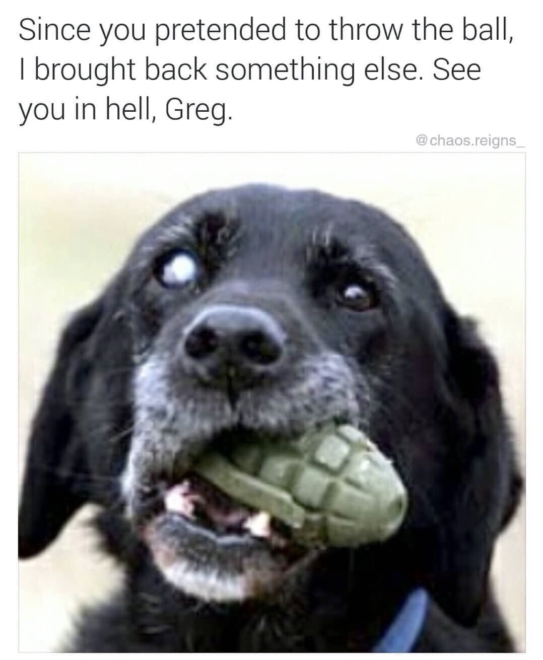 good doggo memes - Since you pretended to throw the ball, I brought back something else. See you in hell, Greg. .reigns