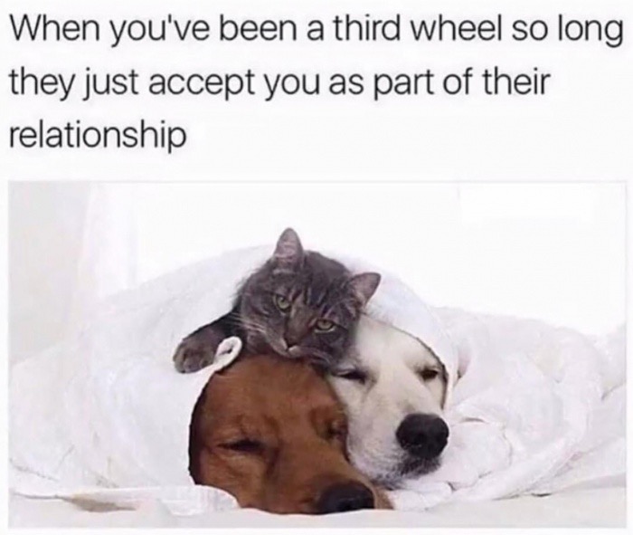 you ve been a third wheel so long - When you've been a third wheel so long they just accept you as part of their relationship