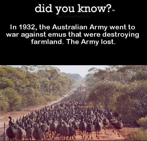 meme about the Australian Emu War