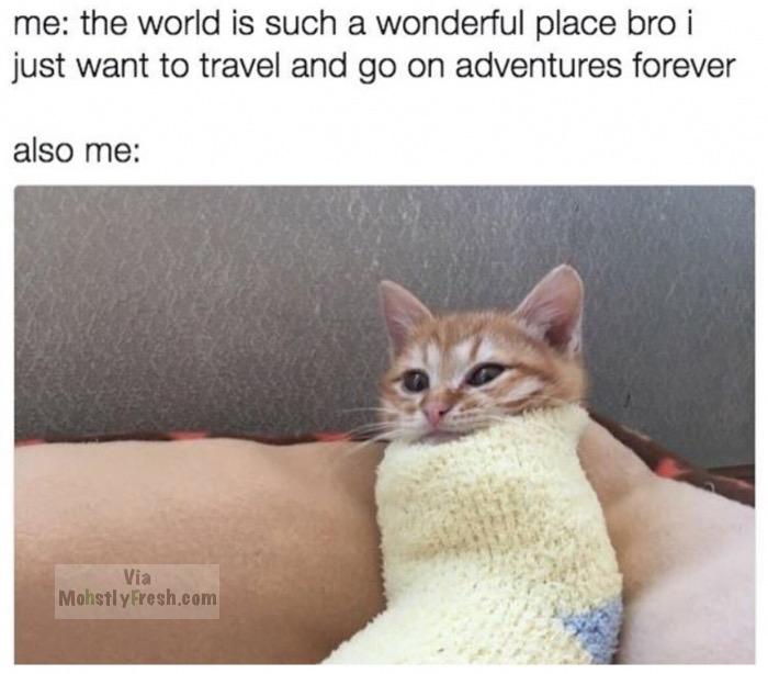 catto funny - me the world is such a wonderful place bro i just want to travel and go on adventures forever also me Via Mohstly Fresh.com