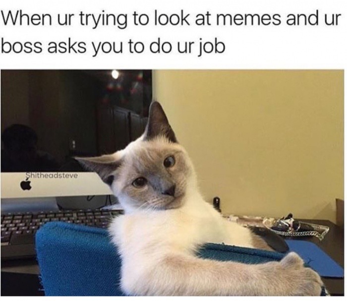 relatable posts for teens - When ur trying to look at memes and ur boss asks you to do ur job Shitheadsteve