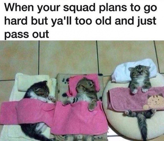 cute kitten beds - When your squad plans to go hard but ya'll too old and just pass out