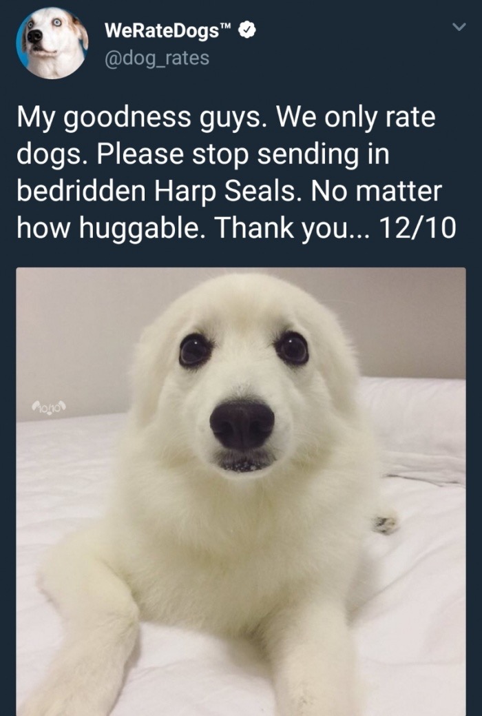 photo caption - WeRateDogs My goodness guys. We only rate dogs. Please stop sending in bedridden Harp Seals. No matter how huggable. Thank you... 1210 M10110