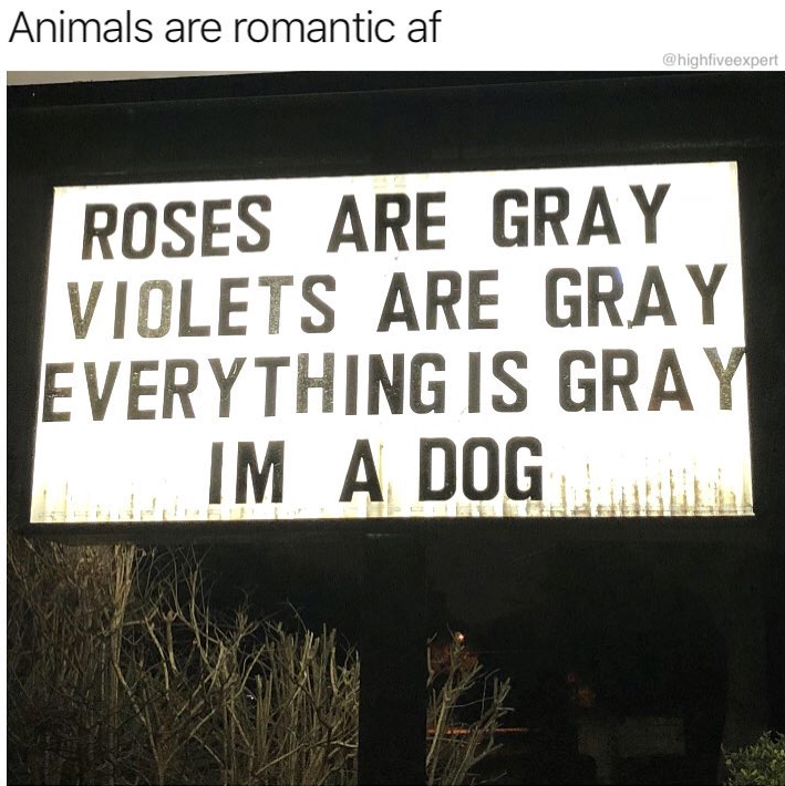 dank meme sign - Animals are romantic af highlivexpert Roses Are Gray Violets Are Gray Everything Is Gray Ima Dog