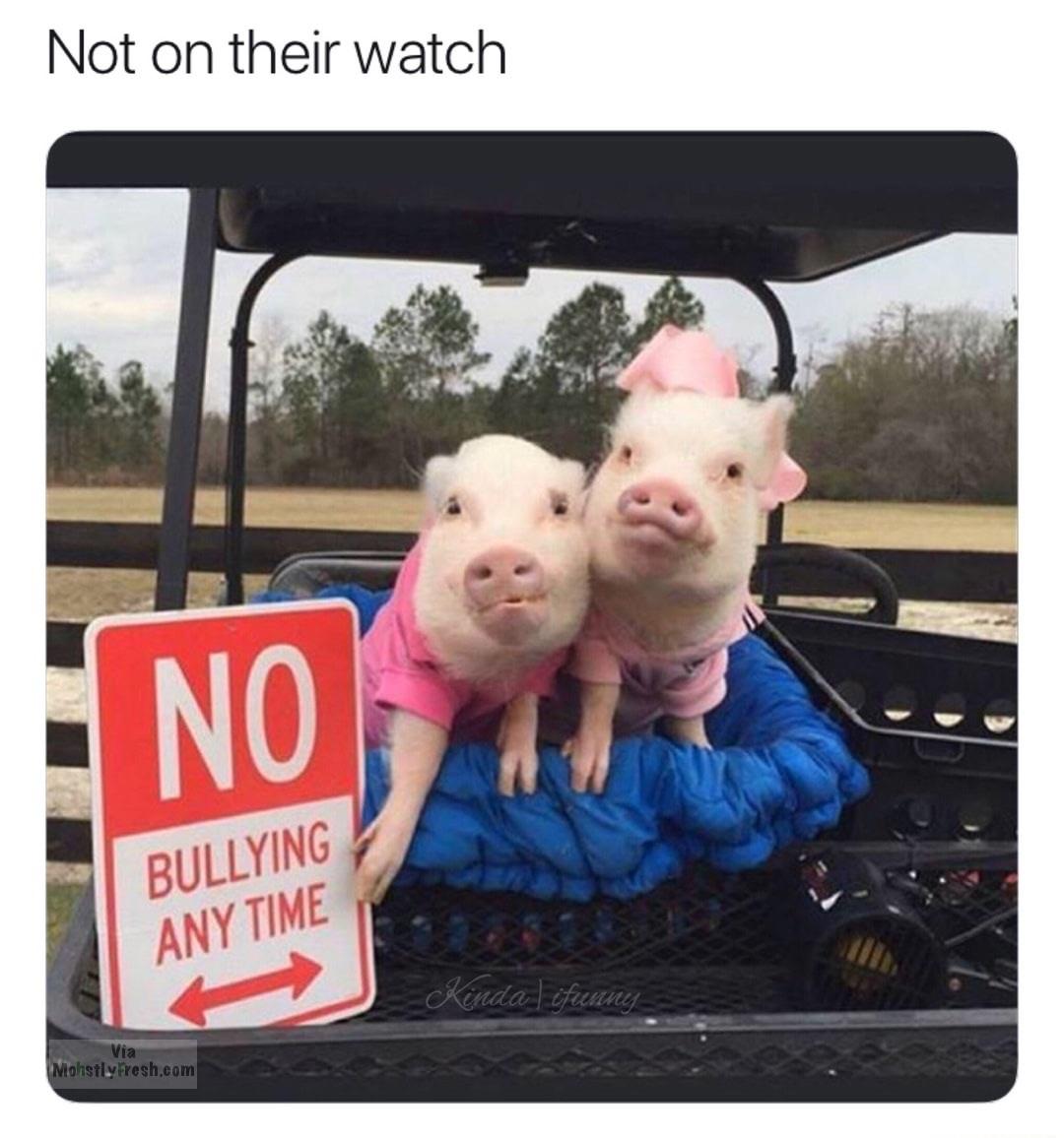 pig - Not on their watch No Bullying Any Time Kinda lifunny via Niohstly Fresh.com