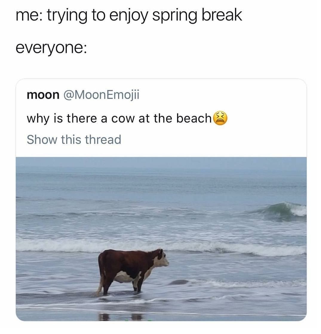 cow on the beach meme - me trying to enjoy spring break everyone moon why is there a cow at the beach Show this thread
