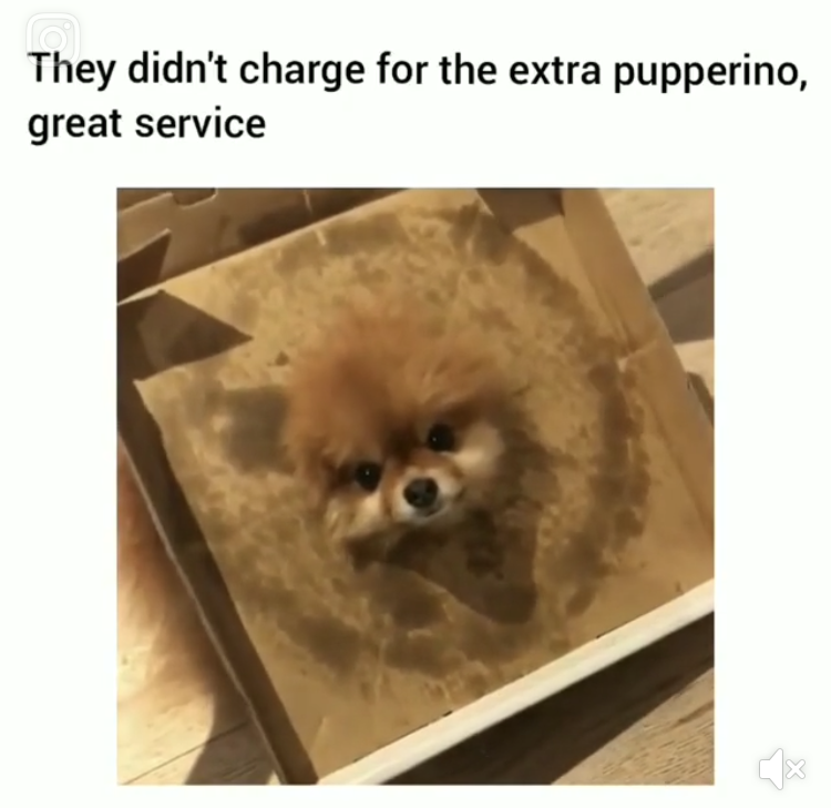 funny pupperino meme - They didn't charge for the extra pupperino, great service