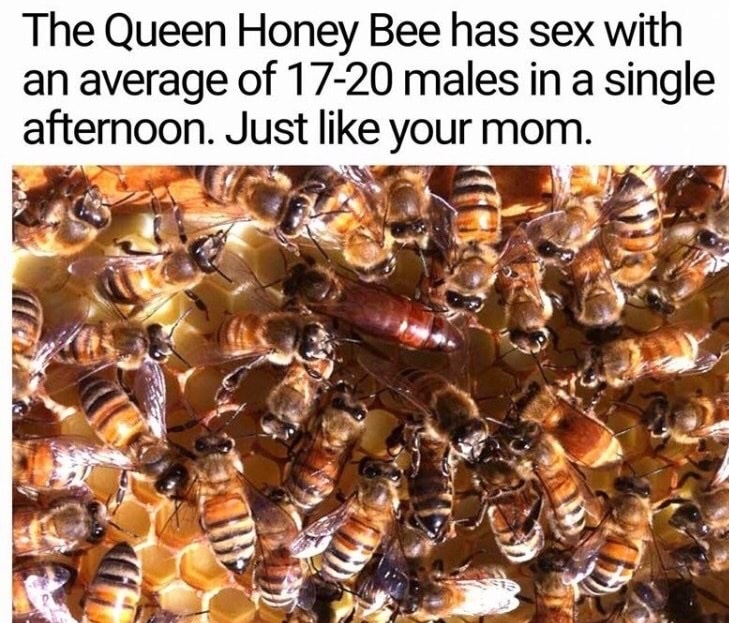 queen bee your mom - The Queen Honey Bee has sex with an average of 1720 males in a single afternoon. Just your mom.