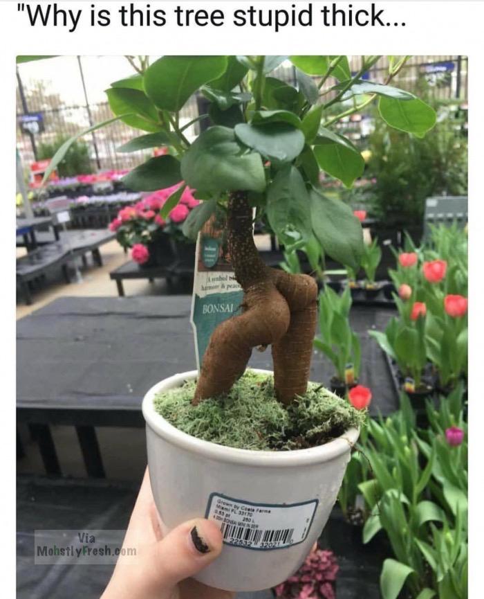 sexy plant - "Why is this tree stupid thick... Bonsai Oc Rom 210 Mohes Via 22552207 Via MohstlyFresh.com