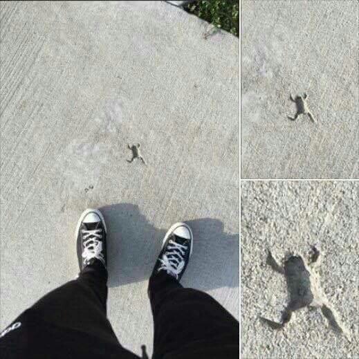frog imprinted concrete