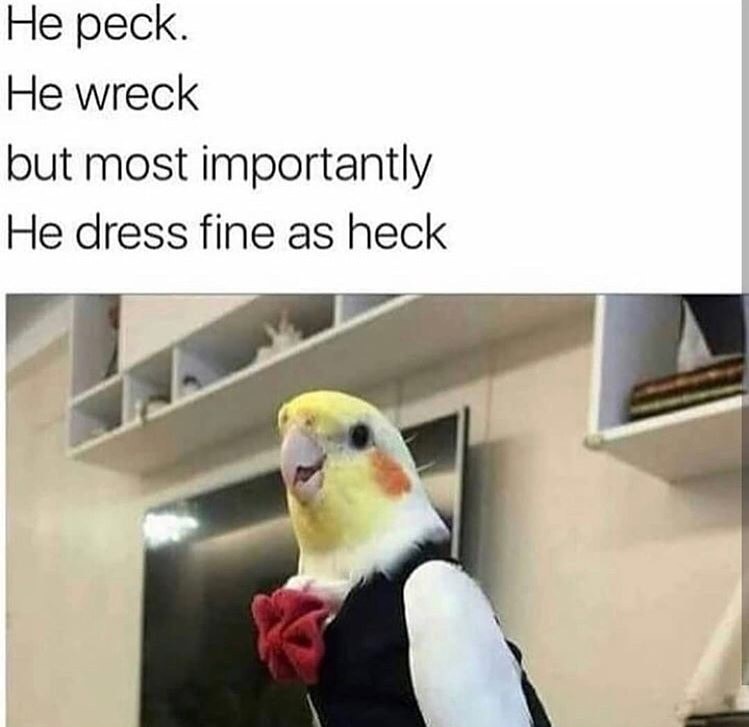he peck he wreck but most importantly he dress fine as heck - He peck He wreck but most importantly He dress fine as heck
