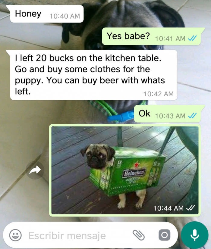 pugs in costumes - Honey Yes babe? Vi I left 20 bucks on the kitchen table. Go and buy some clothes for the puppy. You can buy beer with whats left. Ok Vi Heineken Vi Escribir mensaje 0