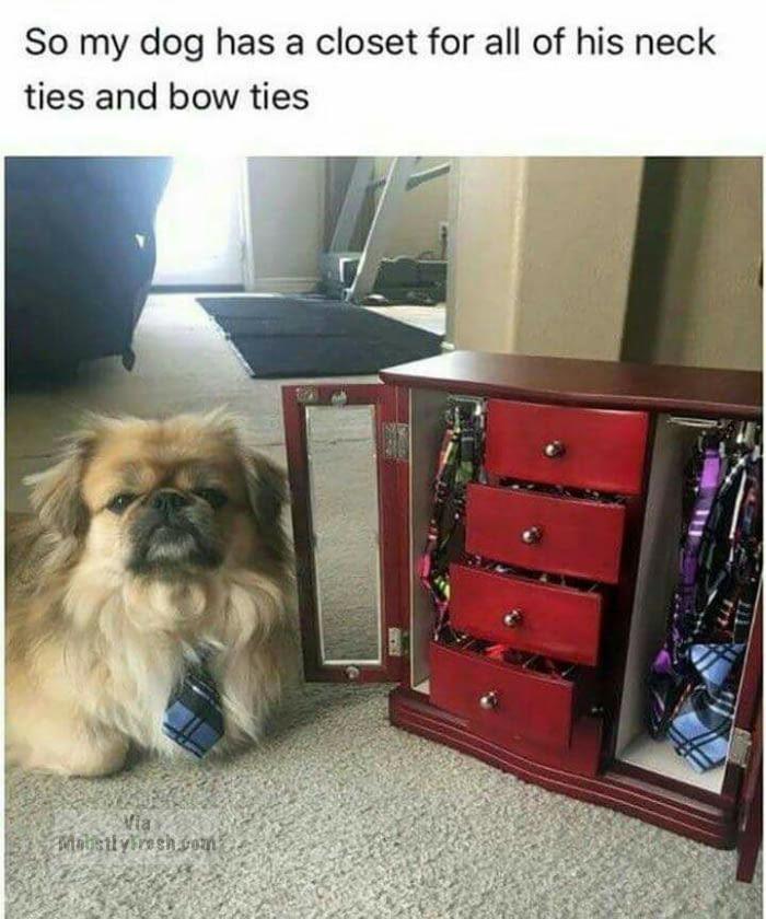 dog closet meme - So my dog has a closet for all of his neck ties and bow ties moustybresh.com