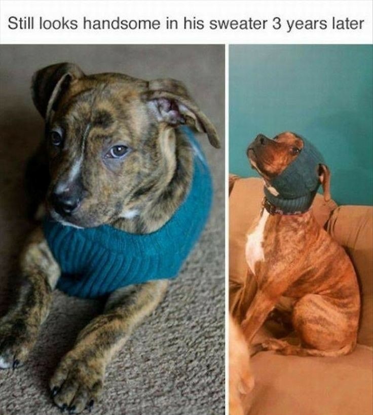 Internet meme - Still looks handsome in his sweater 3 years later