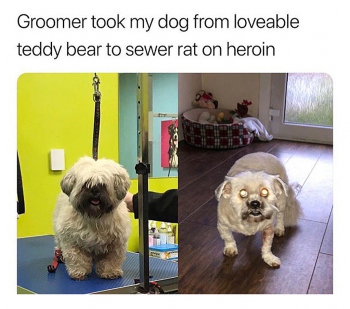 dog grooming memes - Groomer took my dog from loveable teddy bear to sewer rat on heroin