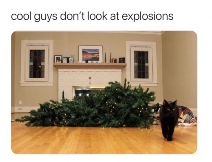 black cat and christmas tree - cool guys don't look at explosions