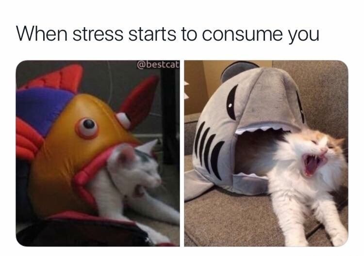 shark cat bed meme - When stress starts to consume you