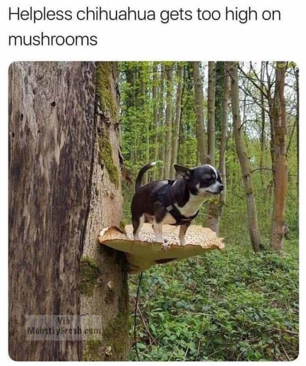 helpless chihuahua gets too high on mushrooms - Helpless chihuahua gets too high on mushrooms Mohstly esh.com