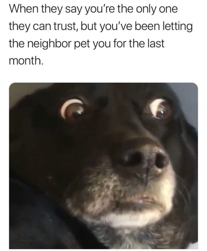 funny introvert memes - When they say you're the only one they can trust, but you've been letting the neighbor pet you for the last month.