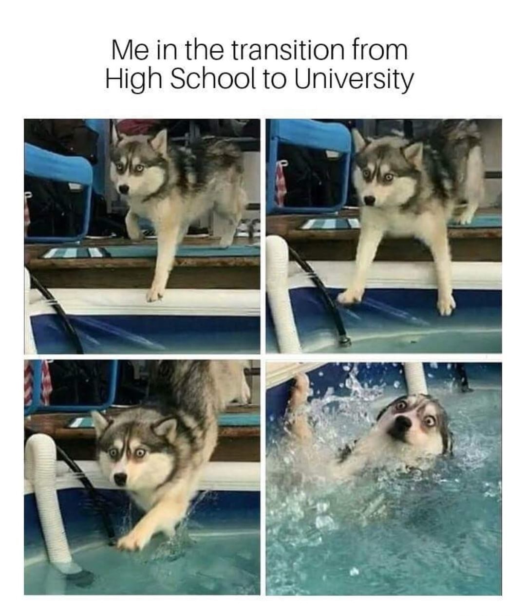 meme stream - siberian husky - Me in the transition from High School to University _ o