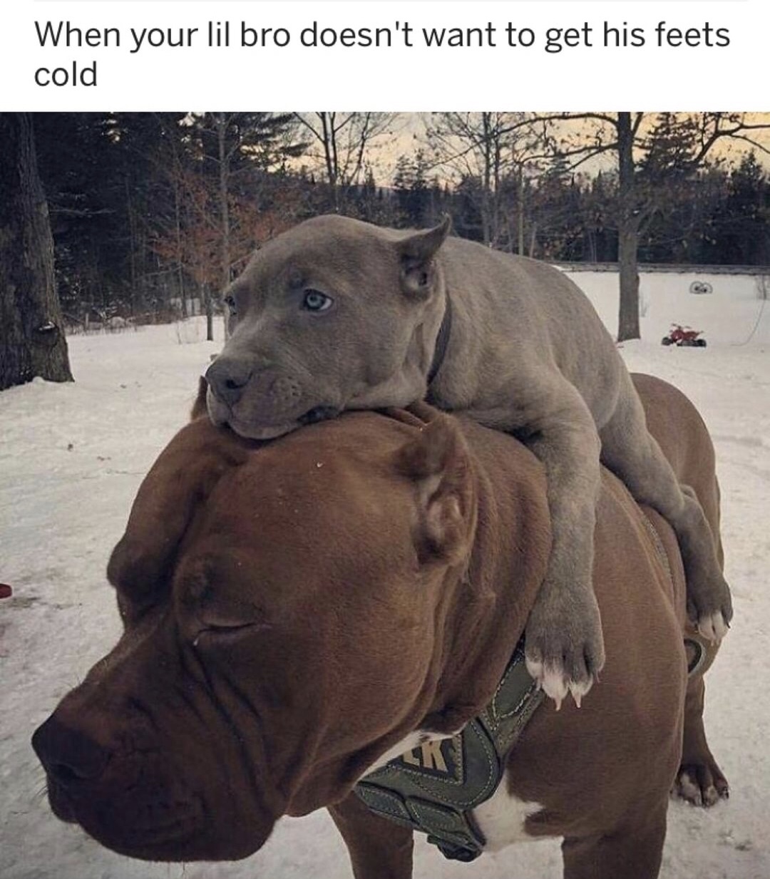 dank meme american pit bull terrier - When your lil bro doesn't want to get his feets cold