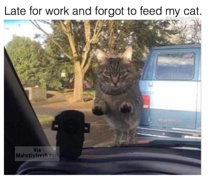 dank meme forgot to feed my cat - Late for work and forgot to feed my cat. Galeriabad Via Mohstly Fresh.com
