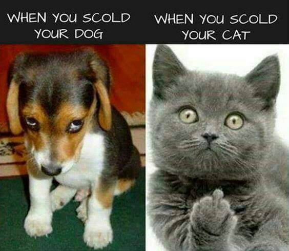 dog vs cat - Laini When You Scold Your Dog When You Scold Your Cat