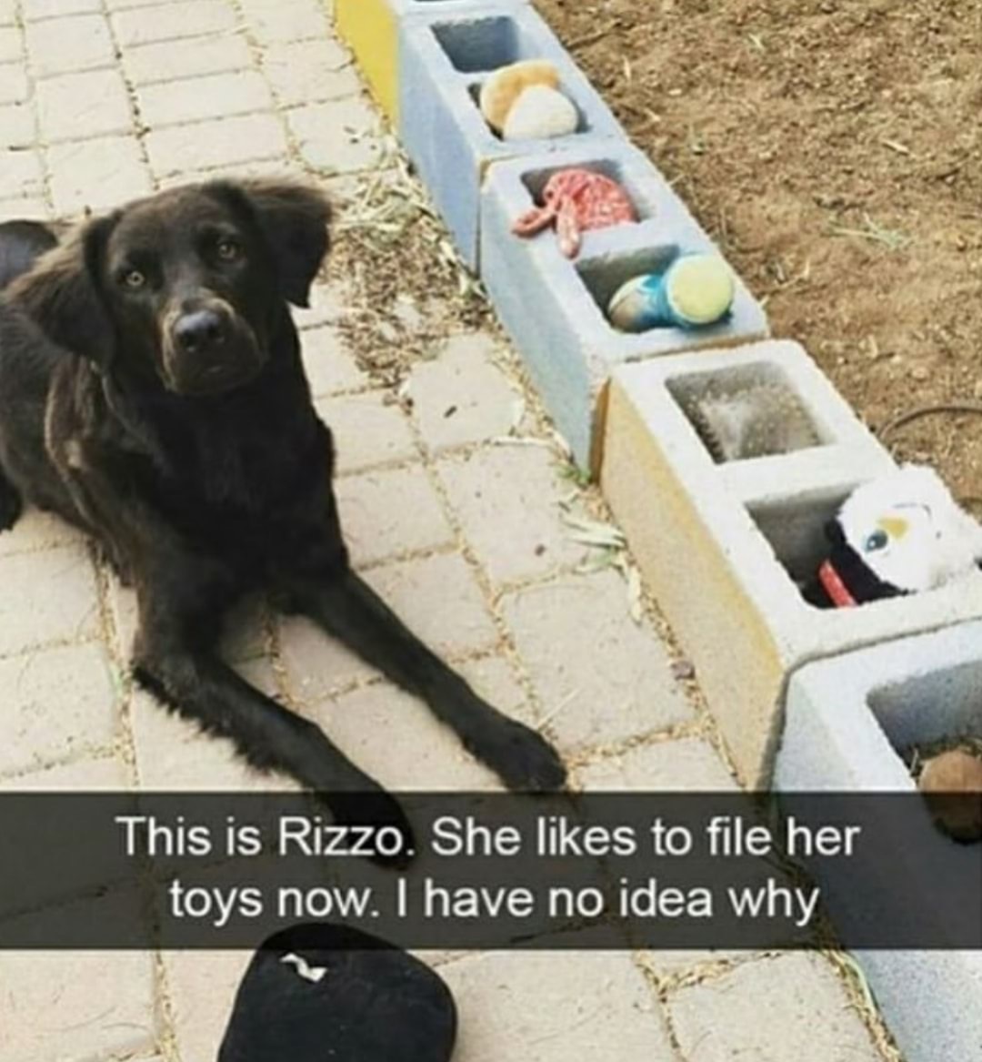 dog organization meme - This is Rizzo. She to file her toys now. I have no idea why