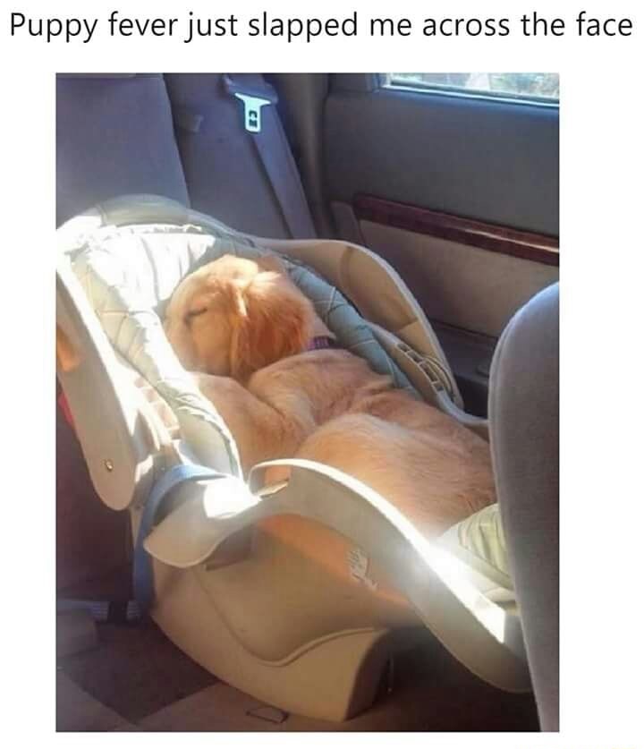car seat cover - Puppy fever just slapped me across the face