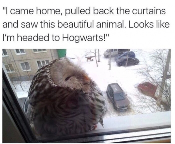 "I came home, pulled back the curtains and saw this beautiful animal. Looks I'm headed to Hogwarts!"