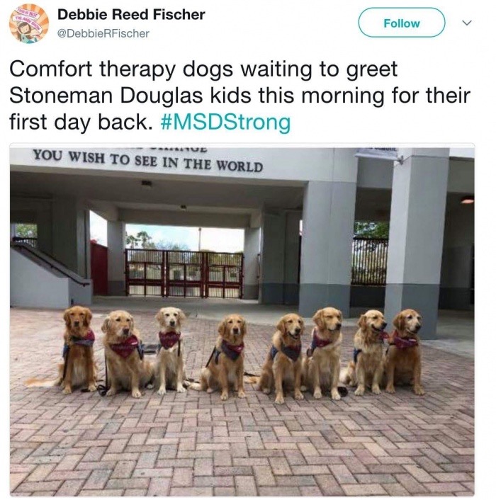 therapy dogs stoneman douglas - Debbie Reed Fischer RFischer v Comfort therapy dogs waiting to greet Stoneman Douglas kids this morning for their first day back. You Wish To See In The World