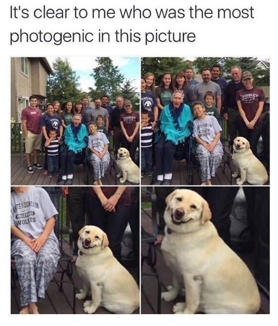 photogenic dog meme - It's clear to me who was the most photogenic in this picture Te Notas Wolies