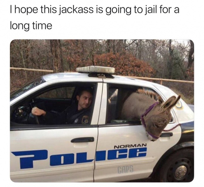 Thursday meme about police donkey - Thope this jackass is going to jail for a long time Norman Ha