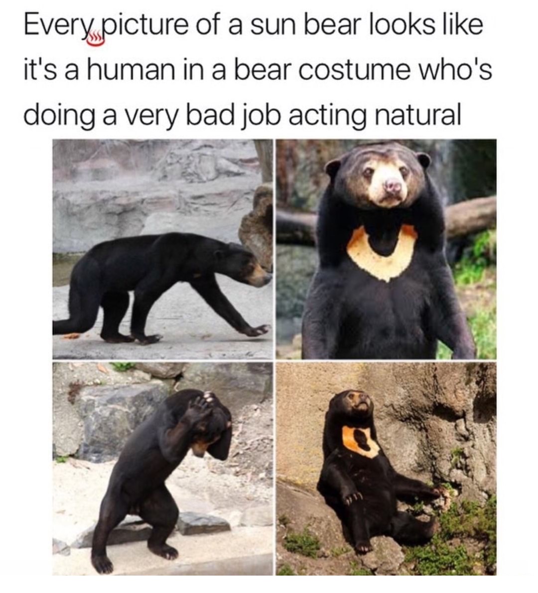 Thursday meme about sun bear looks like human - Every picture of a sun bear looks it's a human in a bear costume who's doing a very bad job acting natural