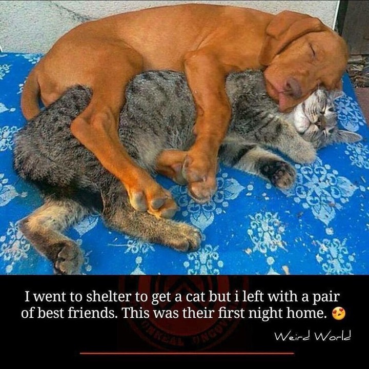 Thursday meme about dog and cat getting along - I went to shelter to get a cat but i left with a pair of best friends. This was their first night home. Weird World