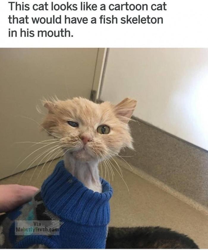 Thursday meme about cartoon cat memes - This cat looks a cartoon cat that would have a fish skeleton in his mouth. Via MohstlyFresh.com