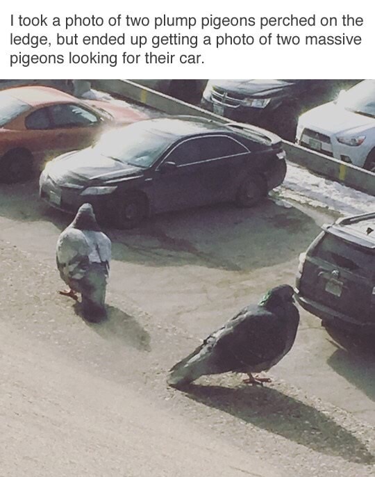 Thursday meme about massive pigeons looking for their car - I took a photo of two plump pigeons perched on the ledge, but ended up getting a photo of two massive pigeons looking for their car.