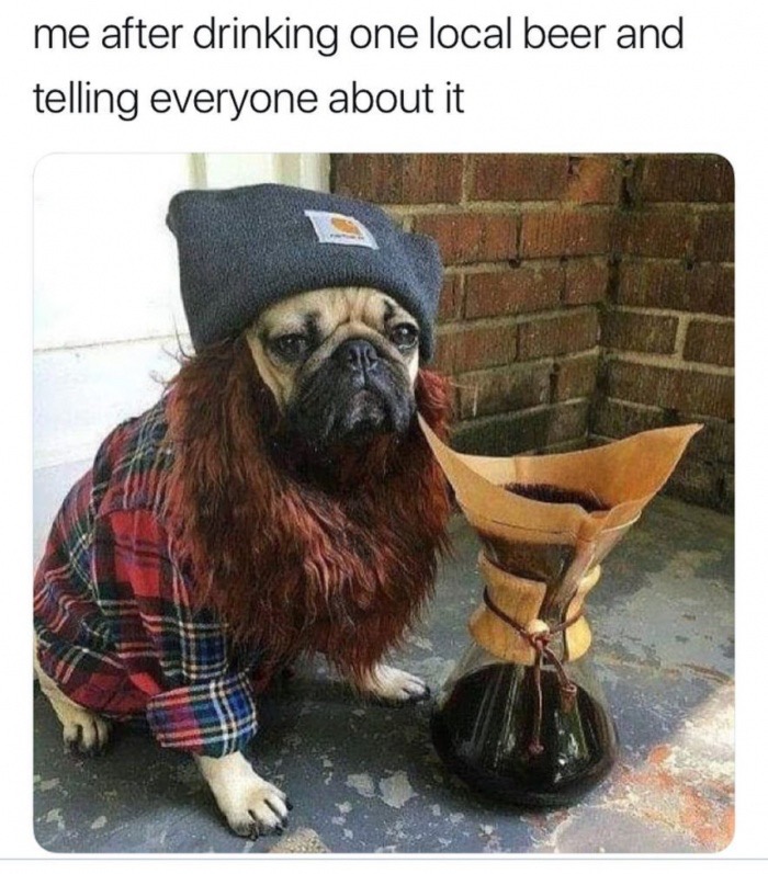 meme stream - doug the pug coffee - me after drinking one local beer and telling everyone about it