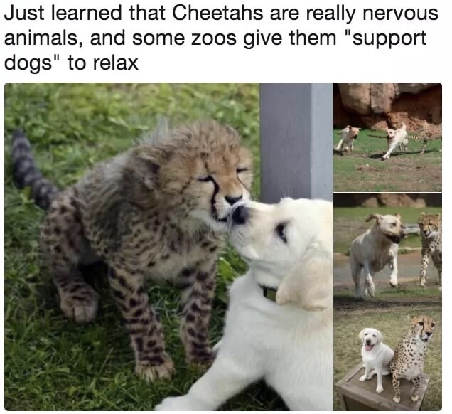 memes - baby cheetahs - Just learned that Cheetahs are really nervous animals, and some zoos give them "support dogs" to relax