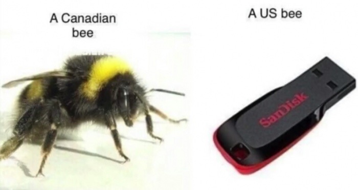 memes - bumble bee - A Us bee A Canadian bee Samisk