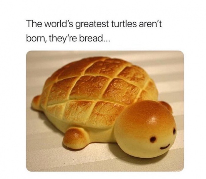 memes - bread turtle - The world's greatest turtles aren't born, ...