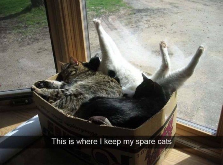 memes - keep my spare cats - This is where I keep my spare cats
