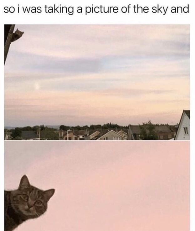 memes - Humour - so i was taking a picture of the sky and