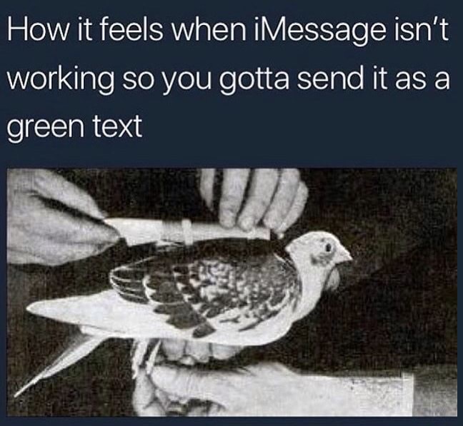 carrier pigeon message capsule - How it feels when iMessage isn't working so you gotta send it as a green text