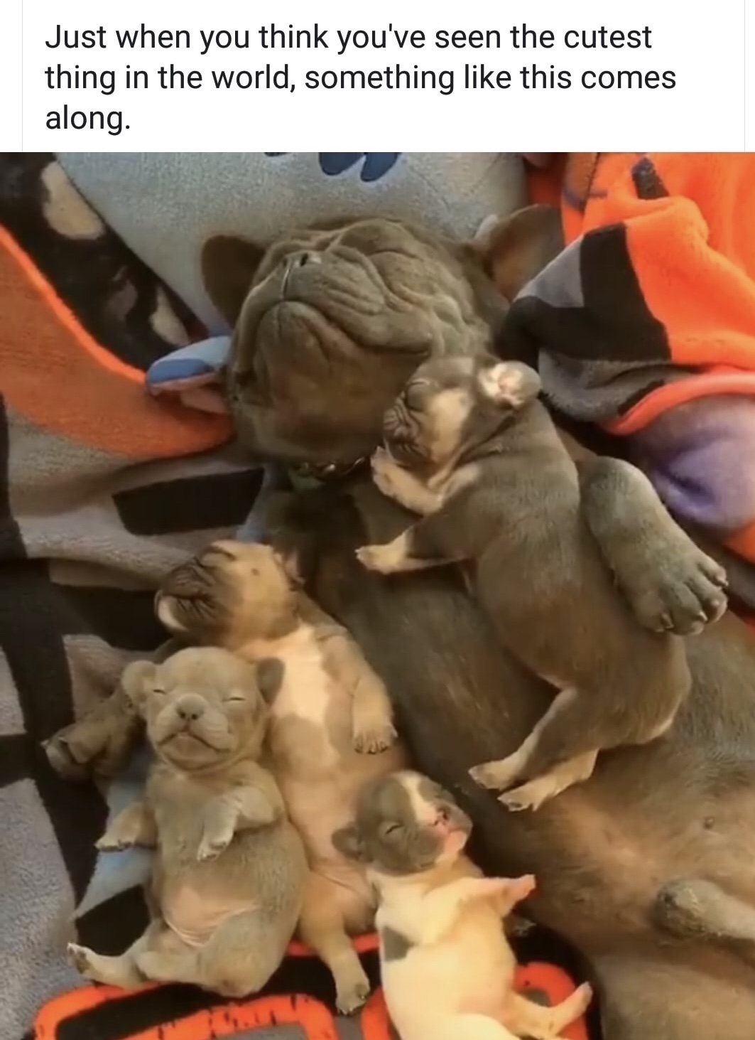 family dogs gif - Just when you think you've seen the cutest thing in the world, something this comes along.