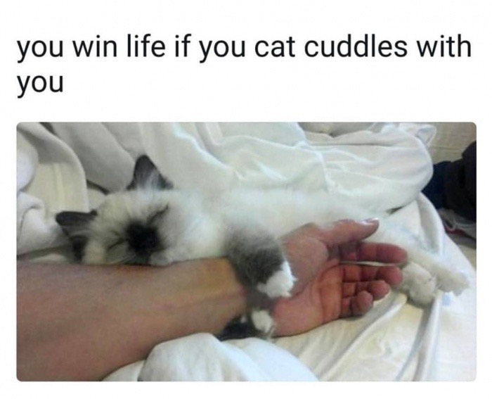 cat cuddling with human - you win life if you cat cuddles with you