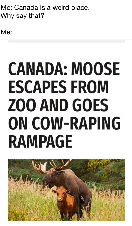 hilarious sex memes - Me Canada is a weird place. Why say that? Me Canada Moose Escapes From Zoo And Goes On CowRaping Rampage