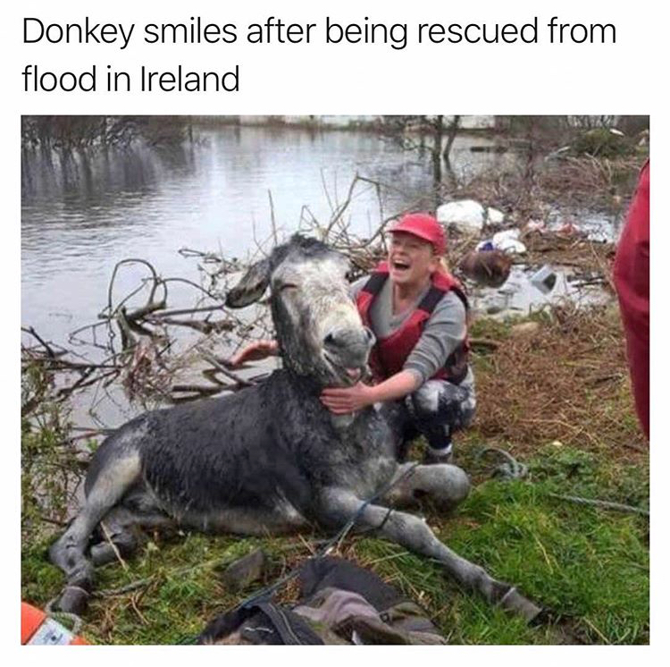 mike the donkey rescued - Donkey smiles after being rescued from flood in Ireland